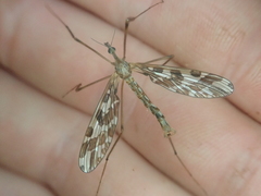 Mischoderus forcipatus