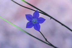 Wahlenbergia multicaulis