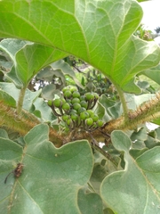 Solanum crinitipes