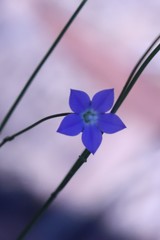 Wahlenbergia multicaulis