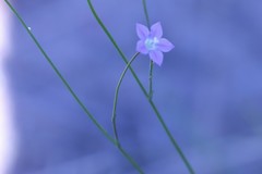 Wahlenbergia multicaulis