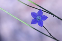 Wahlenbergia multicaulis