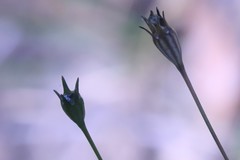 Wahlenbergia multicaulis