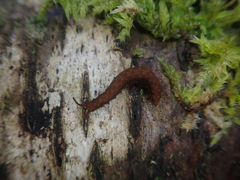 Ooperipatellus