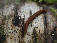 Ooperipatellus