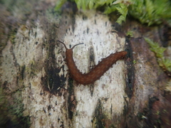 Ooperipatellus