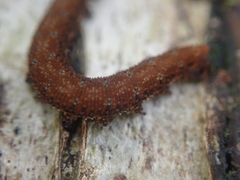 Ooperipatellus