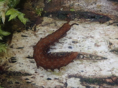 Ooperipatellus