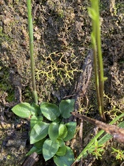 Pterostylis rubescens