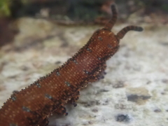 Ooperipatellus