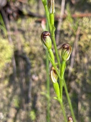Pterostylis rubescens