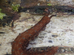 Ooperipatellus
