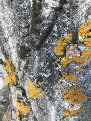 Xanthoria parietina