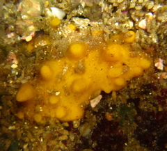 Ciocalypta polymastia