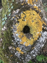 Xanthoria parietina