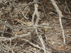 Dicrodon heterolepis