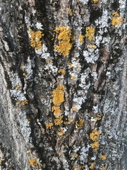 Xanthoria parietina