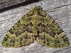 Austrocidaria erasta