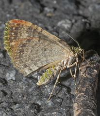 Austrocidaria erasta
