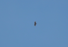 Spilornis cheela bido