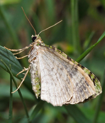 Austrocidaria erasta