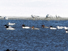Mergus merganser