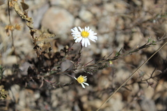 Symphyotrichum moranense