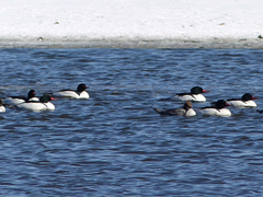 Mergus merganser