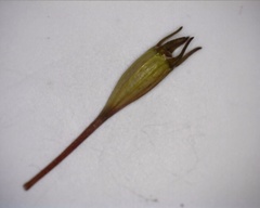 Wahlenbergia multicaulis