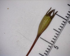 Wahlenbergia multicaulis