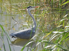 Ardea cinerea
