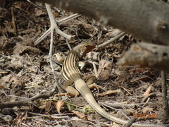 Dicrodon heterolepis