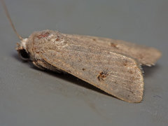 Caradrina kadenii