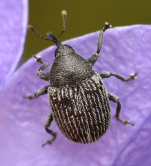 Cleopomiarus graminis