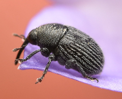 Cleopomiarus graminis