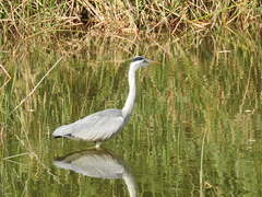 Ardea cinerea
