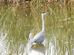 Ardea cinerea
