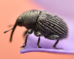 Cleopomiarus graminis