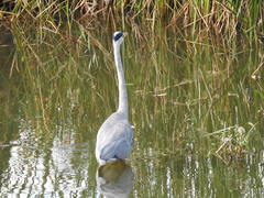 Ardea cinerea