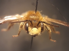 Andrena labialis