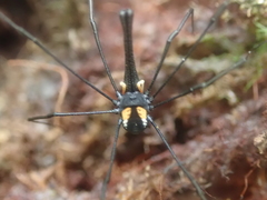 Pantopsalis phocator