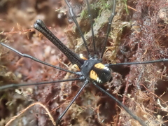 Pantopsalis phocator