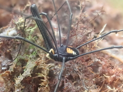 Pantopsalis phocator