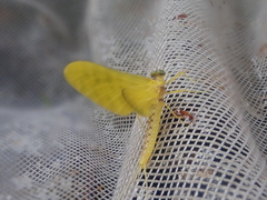 Ameletopsis perscitus