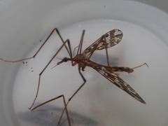 Mischoderus forcipatus