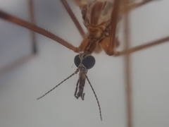 Mischoderus forcipatus