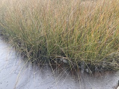 Juncus roemerianus