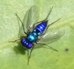 Condylostylus mundus