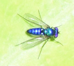 Condylostylus mundus