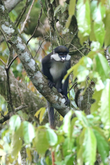 Cercopithecus ascanius schmidti